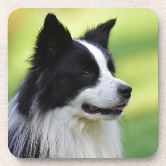 Schwarz-Weiß-Grenz-Hund Getränkeuntersetzer