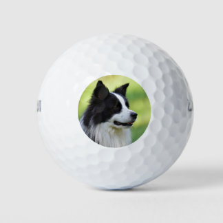 Schwarz-Weiß-Grenz-Hund Golfball