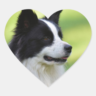 Schwarz-Weiß-Grenz-Hund Herz-Aufkleber