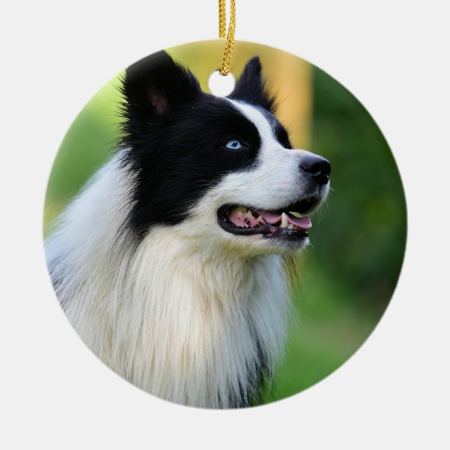 Schwarz-Weiß-Grenz-Hund Keramik Ornament (Vorne)