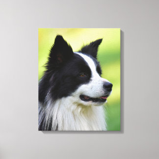 Schwarz-Weiß-Grenz-Hund Leinwanddruck