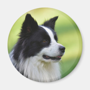Schwarz-Weiß-Grenz-Hund Magnet
