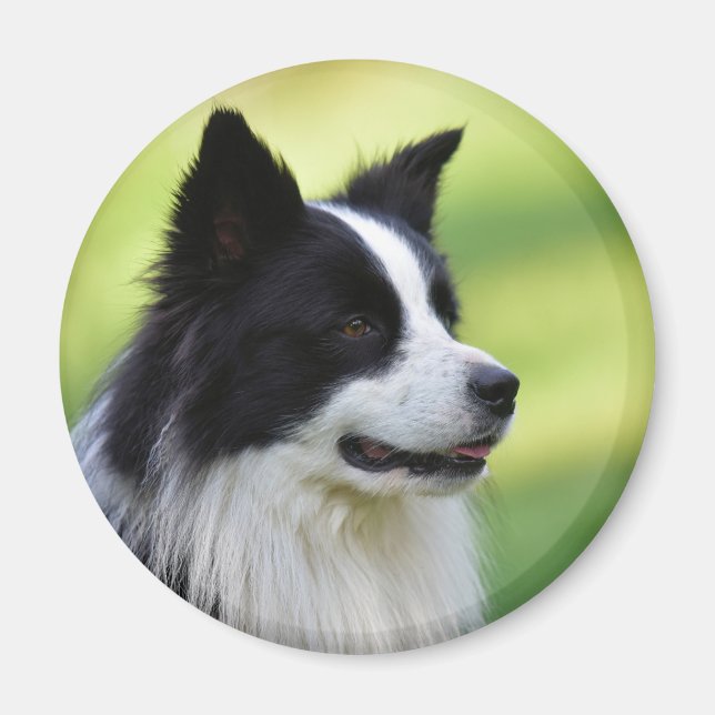 Schwarz-Weiß-Grenz-Hund Magnet (Vorne)