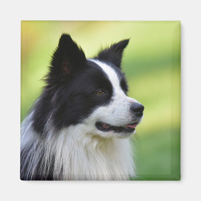 Schwarz-Weiß-Grenz-Hund Magnet (Vorne)