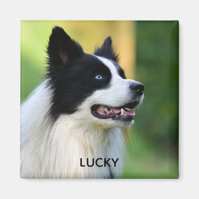 Schwarz-Weiß-Grenz-Hund Magnet (Vorne)