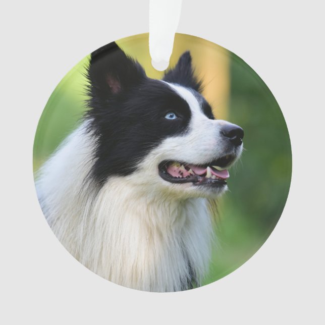Schwarz-Weiß-Grenz-Hund Ornament (Vorderseite)