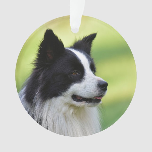 Schwarz-Weiß-Grenz-Hund Ornament (Vorderseite)