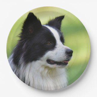 Schwarz-Weiß-Grenz-Hund Pappteller