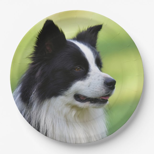 Schwarz-Weiß-Grenz-Hund Pappteller (Vorderseite)