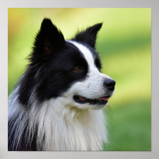 Schwarz-Weiß-Grenz-Hund Poster