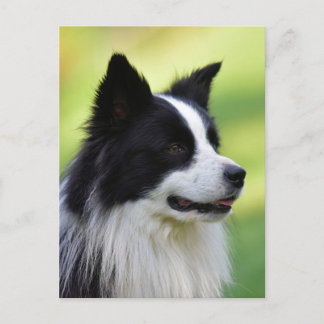 Schwarz-Weiß-Grenz-Hund Postkarte