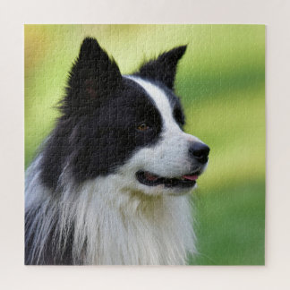 Schwarz-Weiß-Grenz-Hund Puzzle