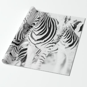 Schwarz-Weiß-Gruppenporträt von Zebras, Südafrikan Geschenkpapier