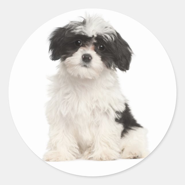 Schwarz-Weiß-Havanese-Hundekleber Runder Aufkleber (Vorderseite)