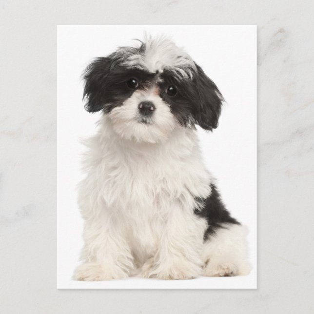 Schwarz-Weiß-Havanese-Welpen-Postkarte Postkarte (Vorderseite)