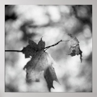 Schwarz-Weiß-Herbst-Wunderland-Poster Poster