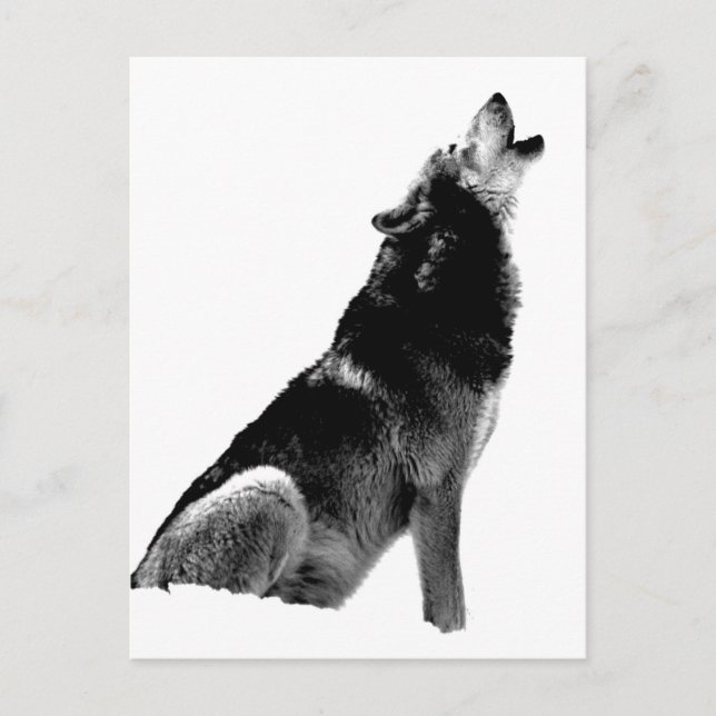 Schwarz-weiß Howling Wolf Postkarte (Vorderseite)