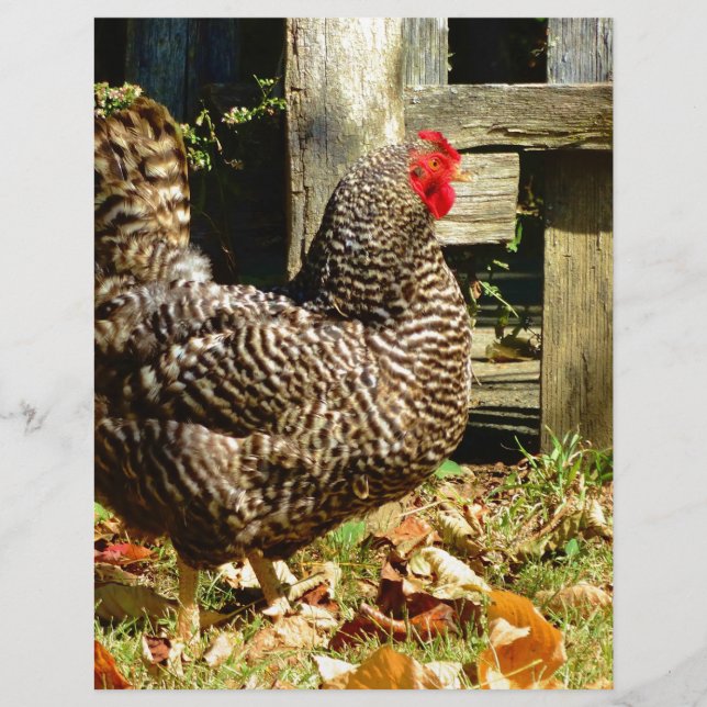 Schwarz-Weiß-Huhn (Vorderseite)