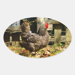 Schwarz-Weiß-Huhn Ovaler Aufkleber