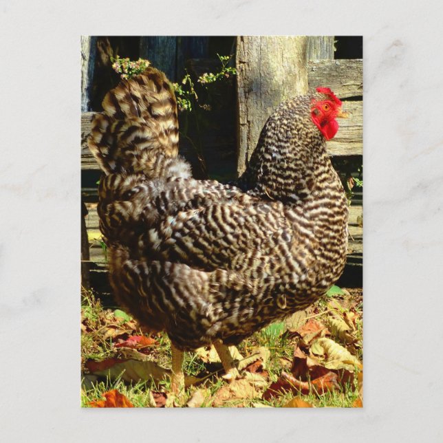 Schwarz-Weiß-Huhn Postkarte (Vorderseite)