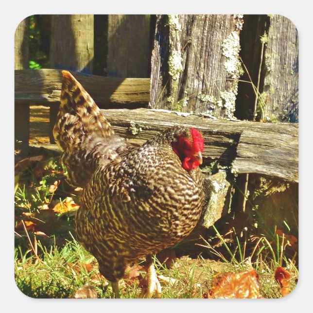 Schwarz-Weiß-Hühner im Bauernhof Quadratischer Aufkleber (Vorderseite)