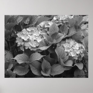 Schwarz-Weiß-Hydrangeas Poster