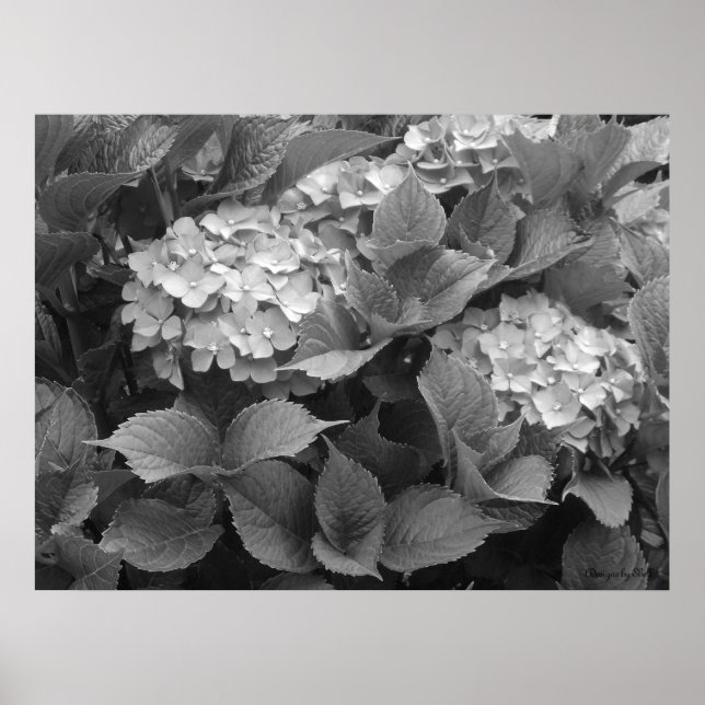Schwarz-Weiß-Hydrangeas Poster (Vorne)