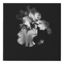 Schwarz-Weiß-Iris-Leinwand