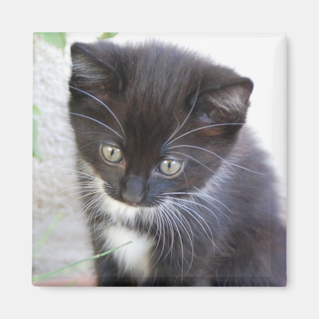 Schwarz-Weiß-Kätzchen-Foto Magnet (Vorne)