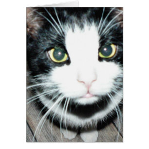 Schwarz-Weiß-Katze