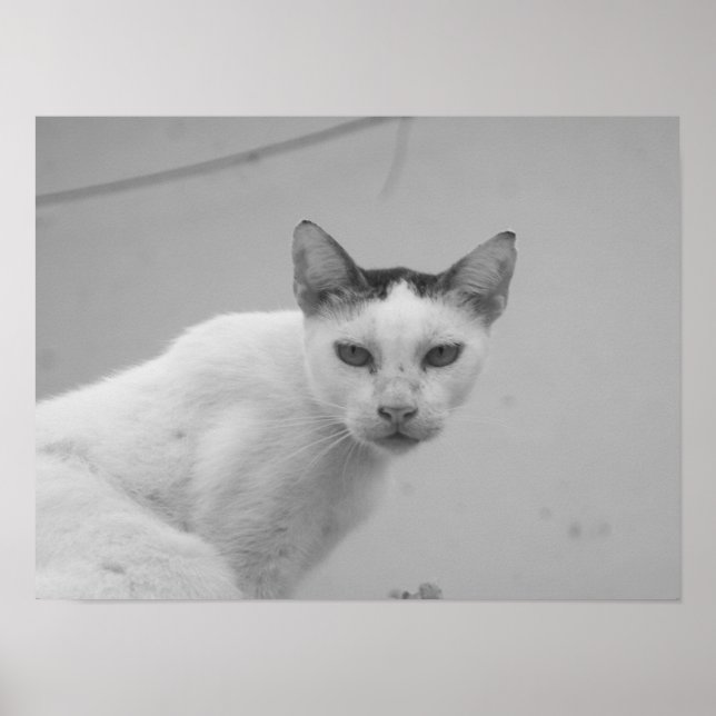 Schwarz-Weiß - Katze 02 Poster (Vorne)