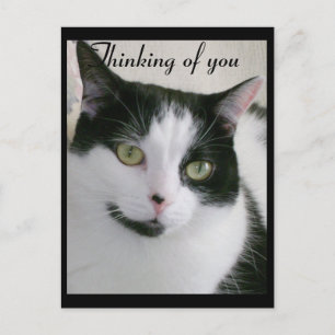 Schwarz-Weiß-Katze denkt an dich Postkarte