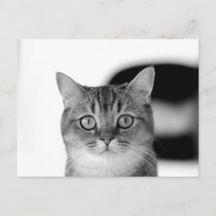 Schwarz-Weiß-Katze, die Sie direkt anschaut Postkarte