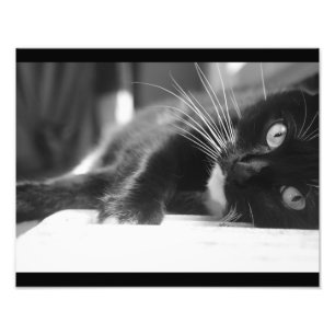 Schwarz-Weiß-Katze Fotodruck