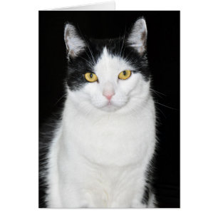 Schwarz-Weiß-Katze-Portrait