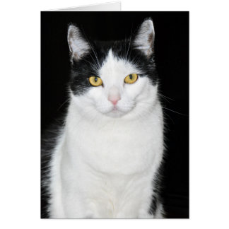 Schwarz-Weiß-Katze-Portrait