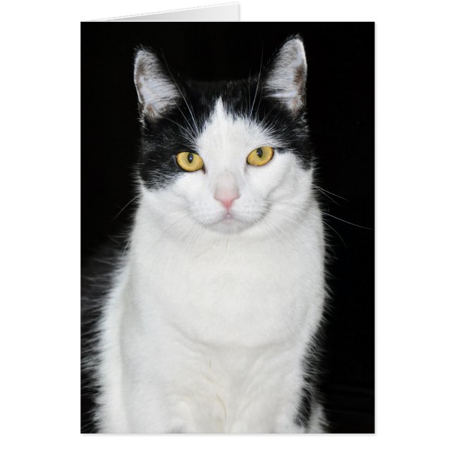 Schwarz-Weiß-Katze-Portrait (Vorne)