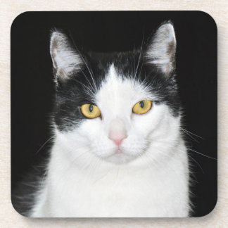 Schwarz-Weiß-Katze-Portrait Getränkeuntersetzer