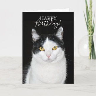 Schwarz-Weiß-Katze-Portrait Karte