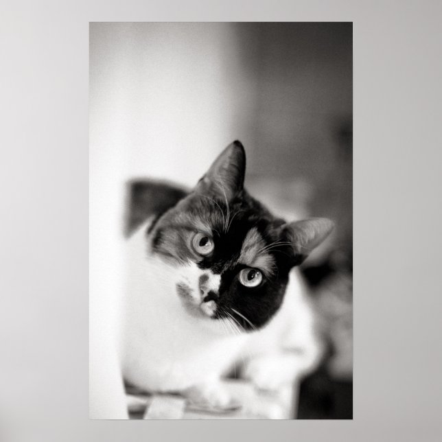Schwarz-Weiß-Katze-Portrait Poster (Vorne)