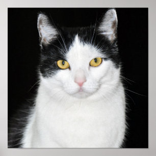 Schwarz-Weiß-Katze-Portrait Poster
