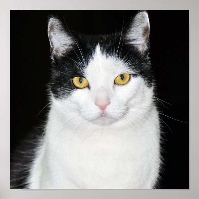 Schwarz-Weiß-Katze-Portrait Poster (Vorne)