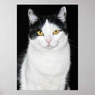 Schwarz-Weiß-Katze-Portrait Poster