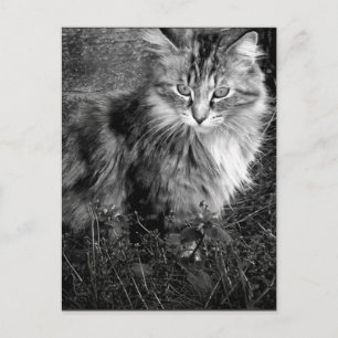 Schwarz-Weiß-Katze-Portrait Postkarte