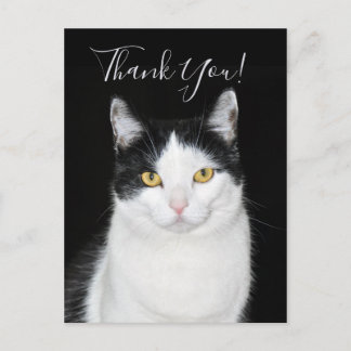Schwarz-Weiß-Katze-Portrait Postkarte