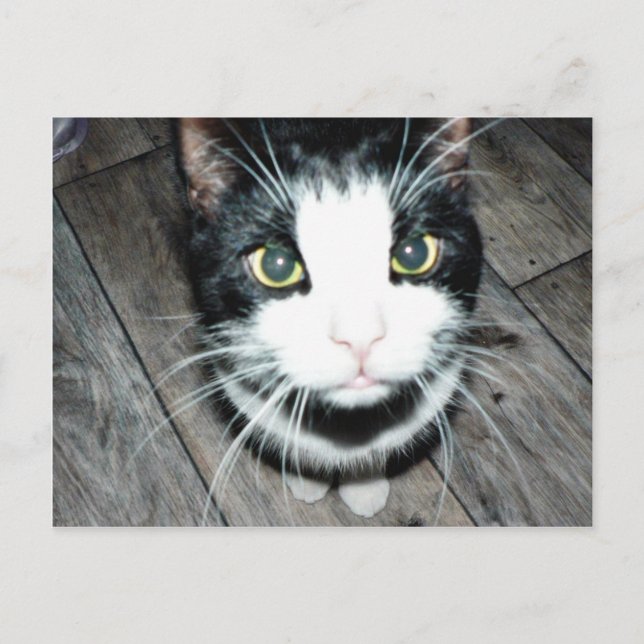 Schwarz-Weiß-Katze Postkarte (Vorderseite)