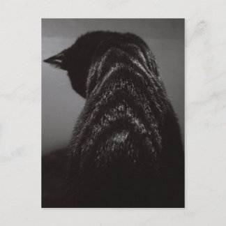 Schwarz-Weiß-Katze Postkarte