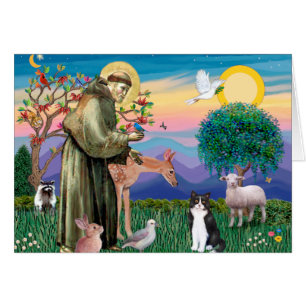 Schwarz-Weiß-Katze - Sankt Franziskus