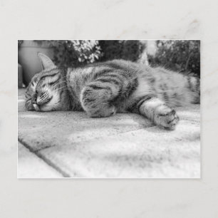 Schwarz-Weiß-Katze schlafen Postkarte