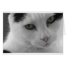 Schwarz-Weiß-Katzen im Gesicht